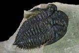 Destombesina Trilobite With Small Axial Spines #170762-4